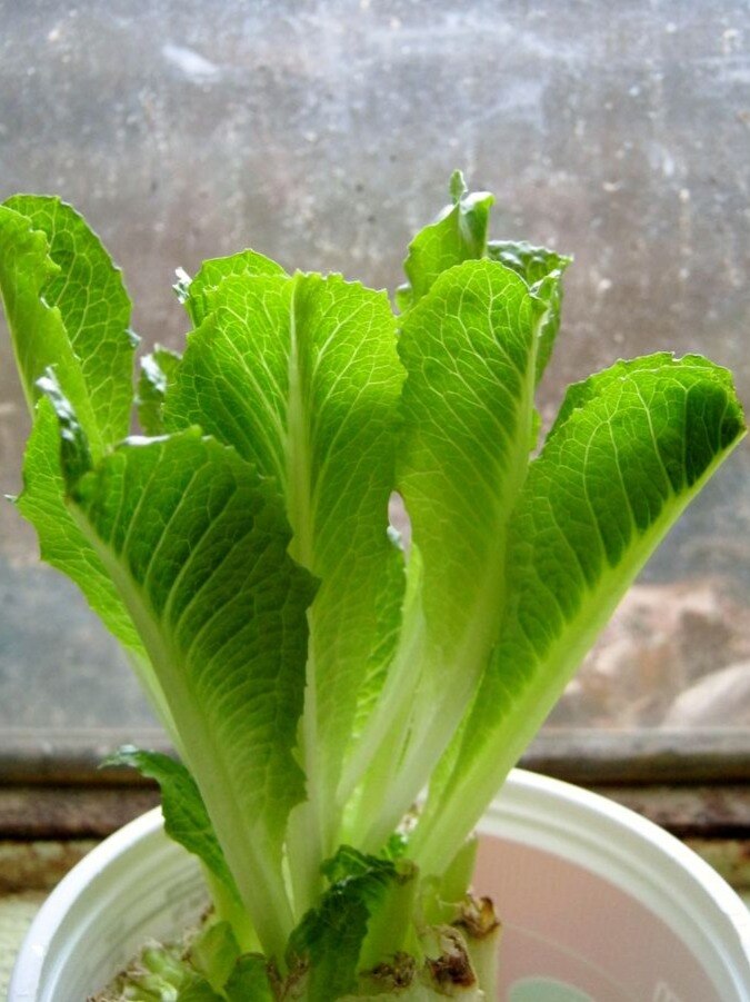 सलाद के पत्तों में छुपा है सेहत का खजाना What are the healthy