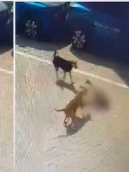 Hyderabad kid mauled to death by stray dogs; Netizens request for rules to combat dog menace amid other such deadly incidents 