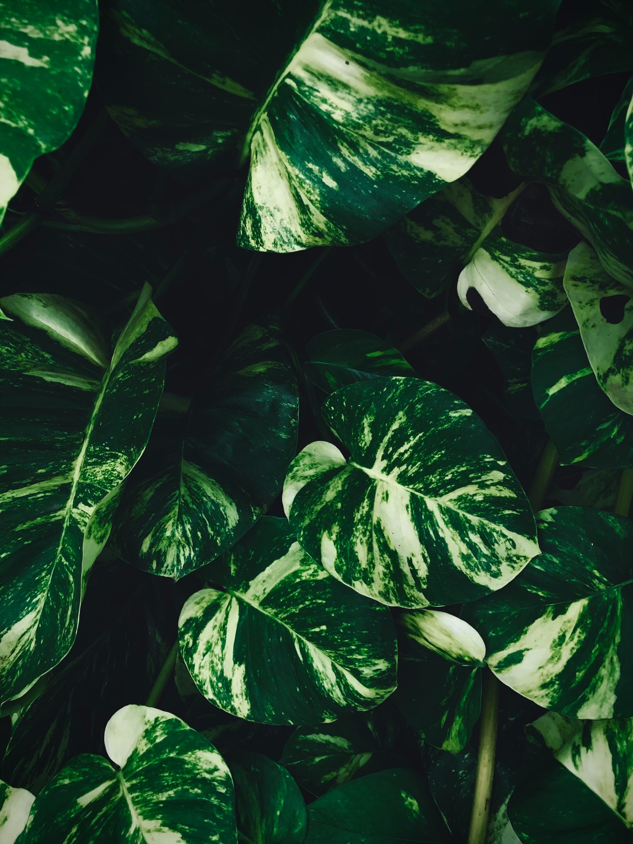 টাকার গাছে এই টোটকা করলেই বড়লোক