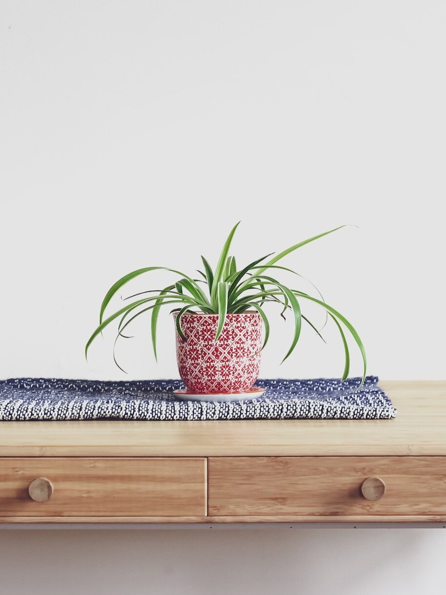  এই কোটিপতি গাছ লাগালেই বড়লোক