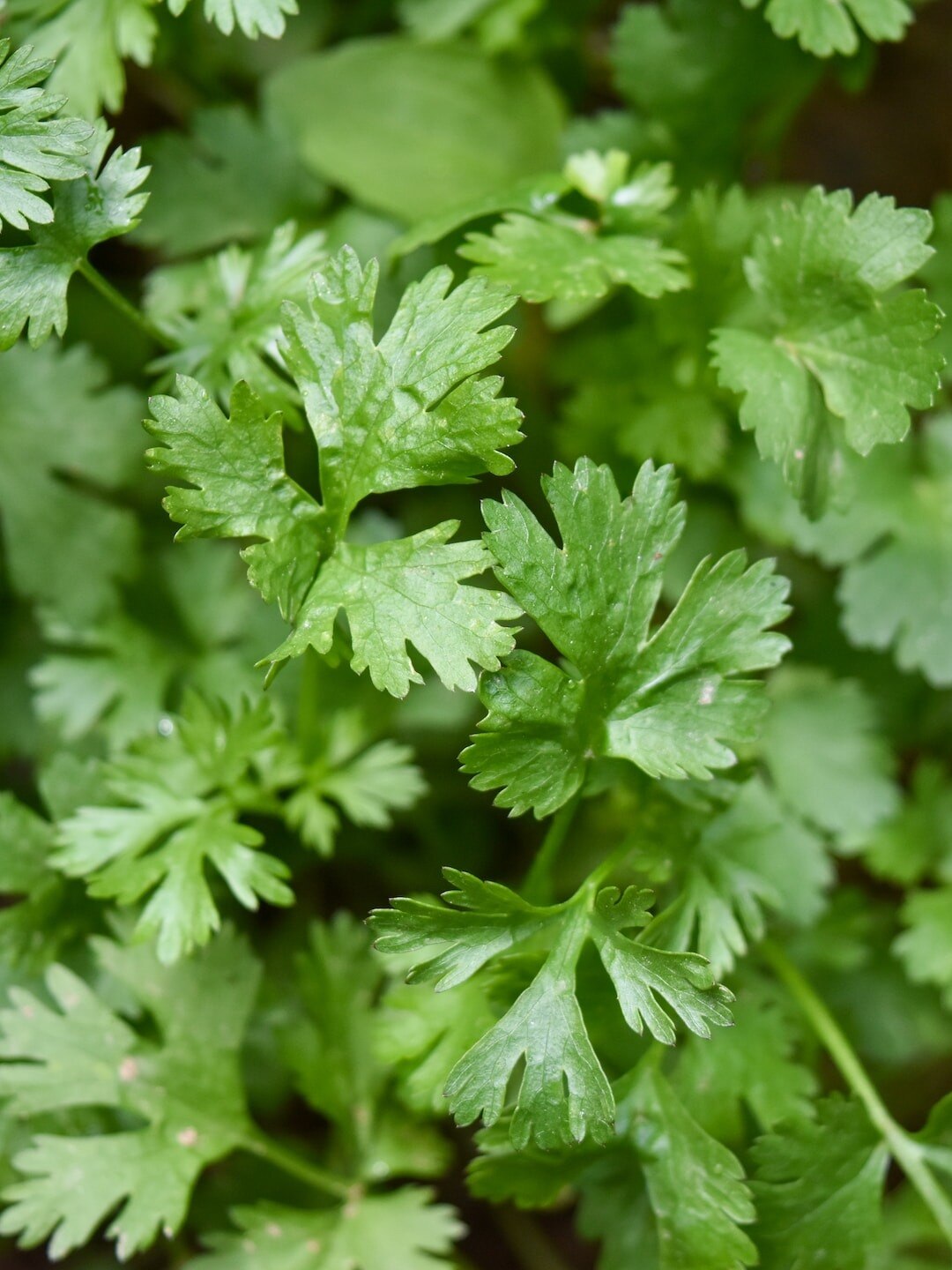  ইউরিক অ্যাসিড কমায় ধনেপাতা, কীভাবে খাবেন? 