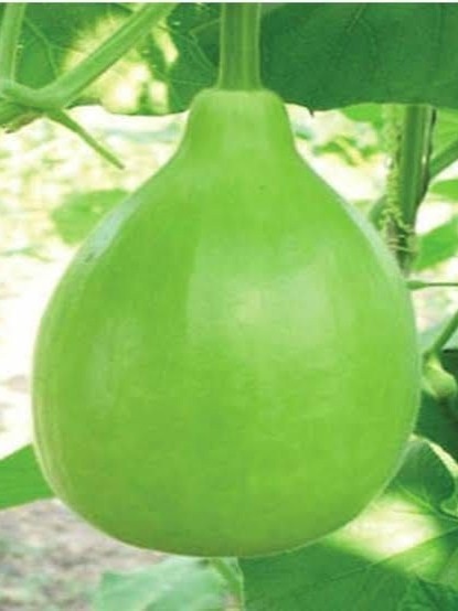 এই ৩ রোগে লাউ বিষ, ভুলেও খাবেন না