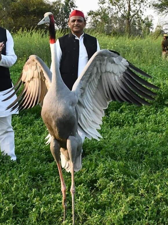 जब सोशल मीडिया पर वायरल सारस से मिलने पहुंचे अखिलेश यादव