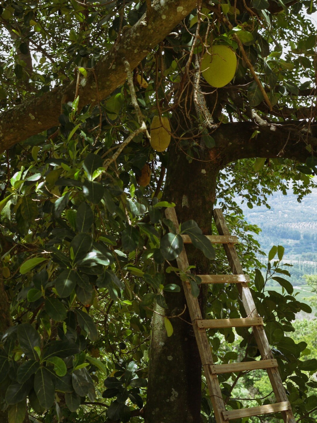 বাড়ির চারপাশে এই গাছগুলি থাকা অশুভ