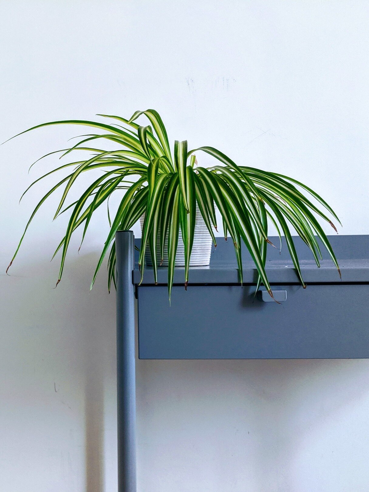 টাকার গাছ বাড়ির এদিকে রাখলেই মালামাল