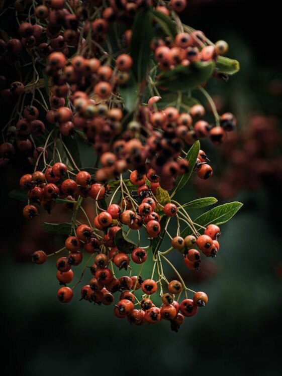 ये हैं तेजी से फल देने वाले पेड़! Fast fruit producing trees