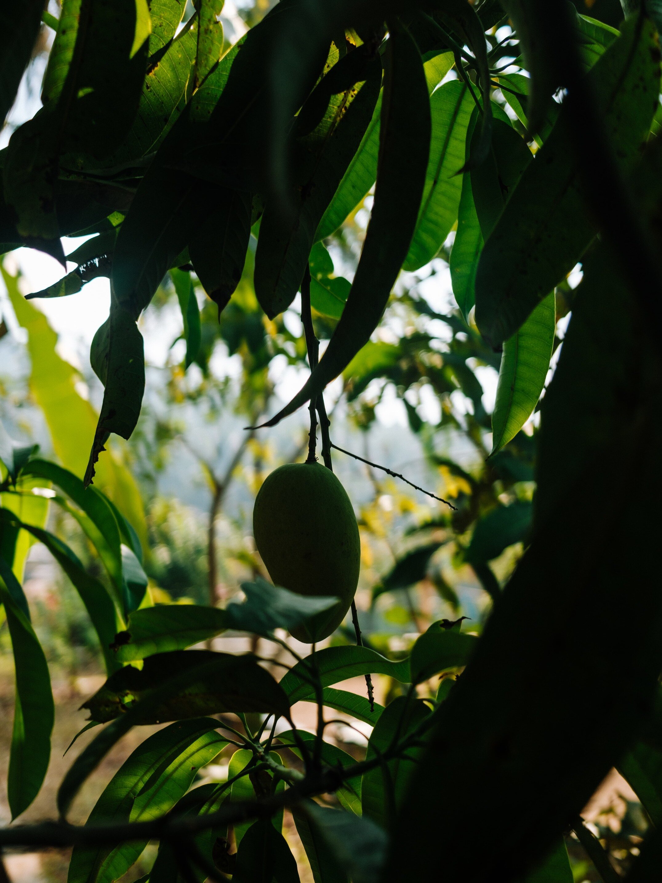 আম পাতার আশ্চর্য স্বাস্থ্যগুণ, খাবেন কী ভাবে?