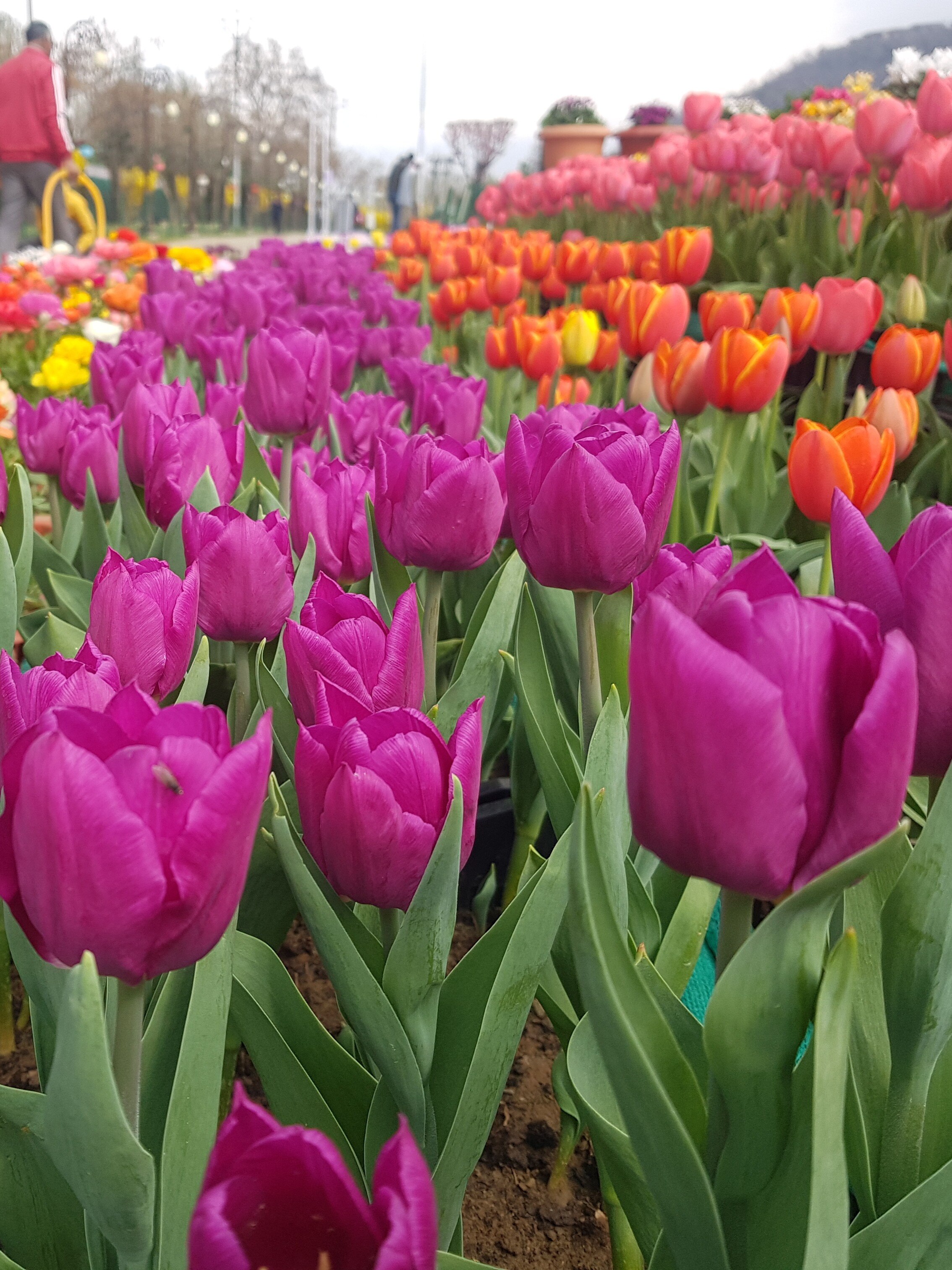 PHOTOS: 16 लाख फूलों की खुशबू से महका ट्यूलिप गार्डन