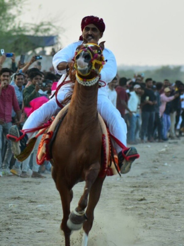 पशु मेला: घुड़दौड़ जीतने पर 1 किलो चांदी, लॉटरी से मिलेगा ट्रैक्टर