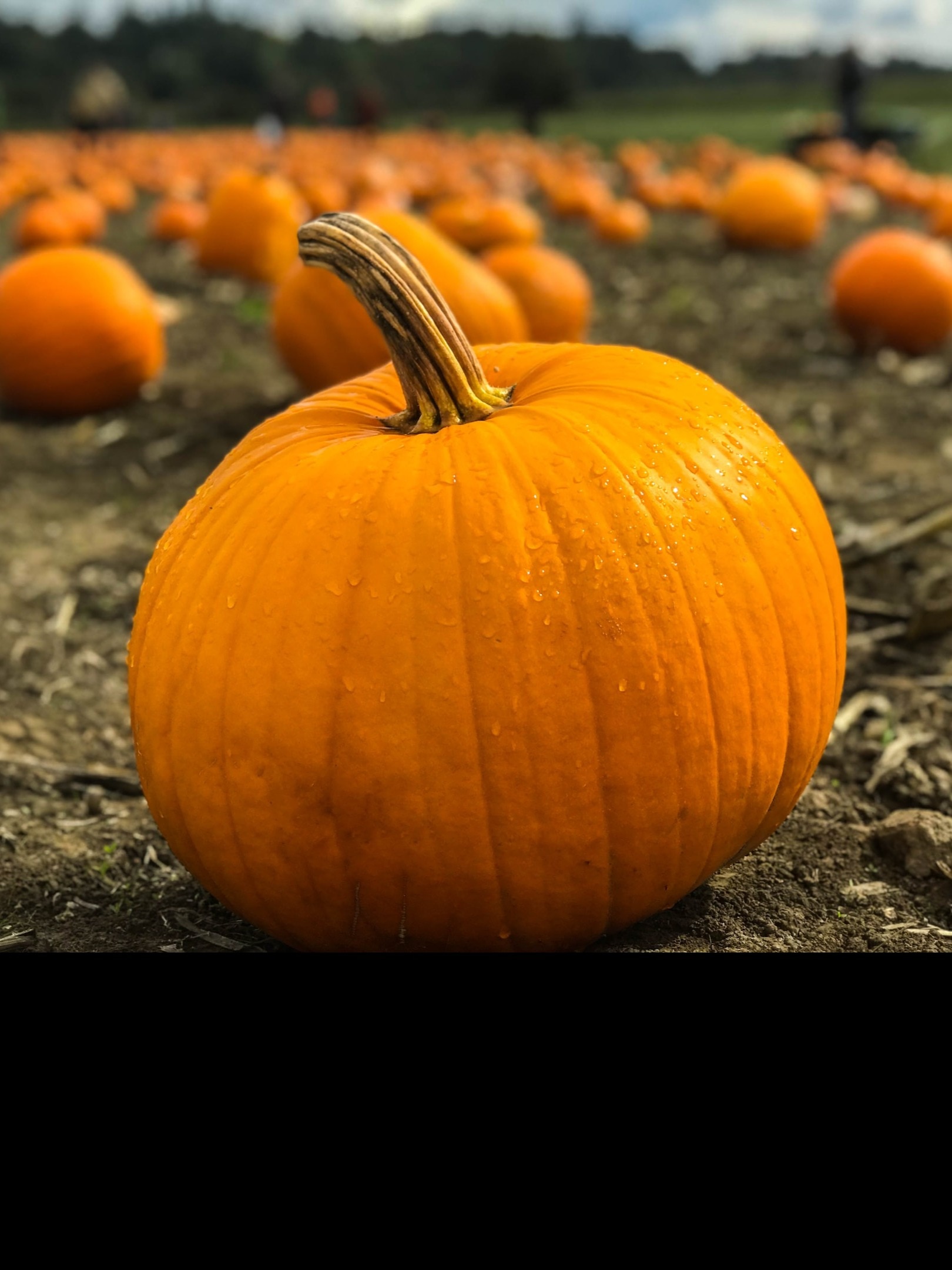 কুমড়োর গুণ জানলে রোজ খাবেন