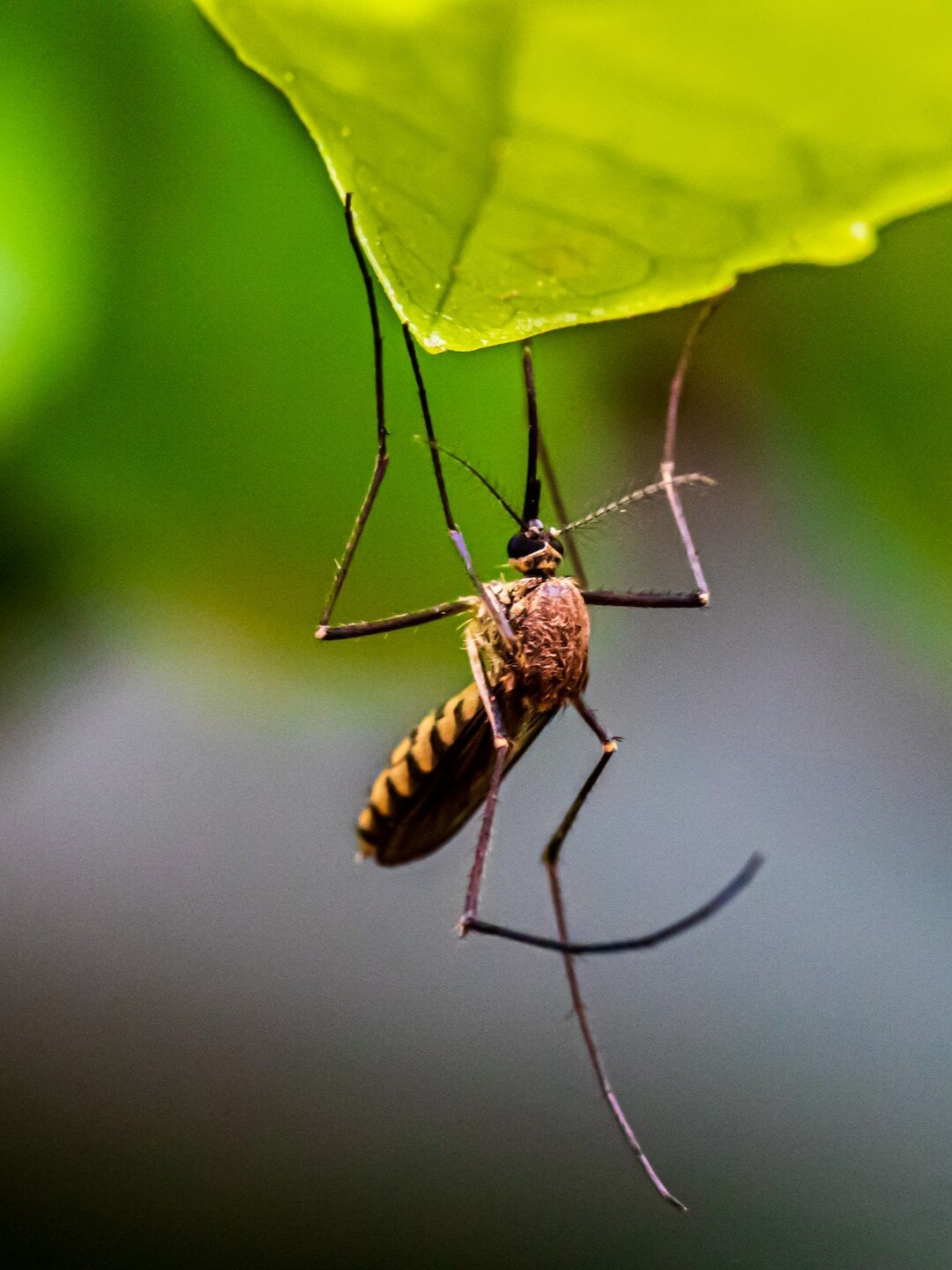 কয়েল বা অয়েল ছাড়াই মশা তাড়ানোর উপায়