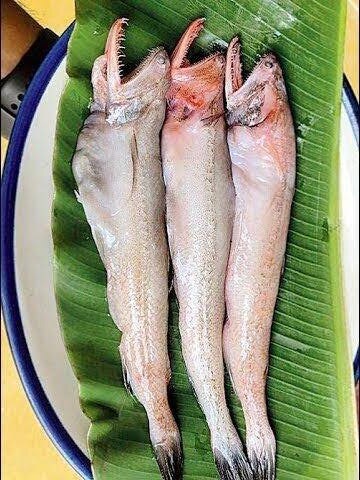  লইট্টা মাছ শরীরের জন্য দারুণ উপকারী  