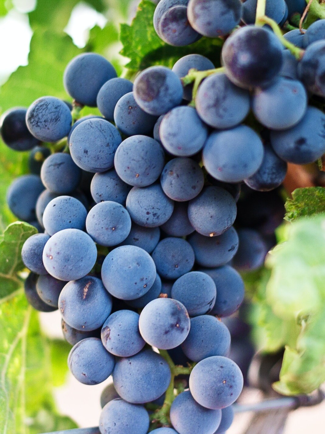 काले अंगूर के ये 9 फायदे नहीं जानते होंगे आप