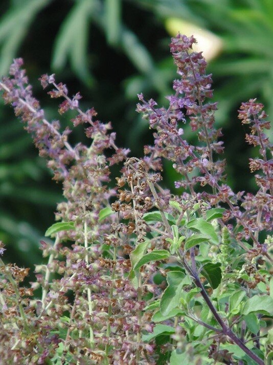 তুলসী গাছে মঞ্জরি এলেই করুন এই উপায়