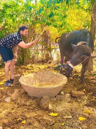 भैंस के आगे पंखे से हवा करते दिखे खेसारी लाल, एक्टर की ऐसी हो गई हालत