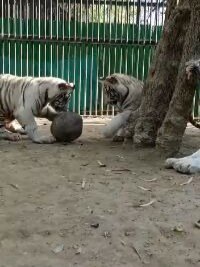 White tiger cubs - Avani, Vyom released in Delhi Zoo by Environment Minister ahead of Earth Day