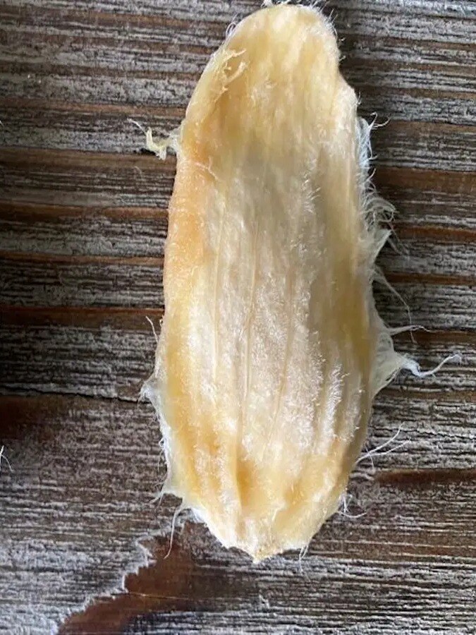 আমের আঁটি ফেলে দেন? এভাবে ব্যবহার করুন