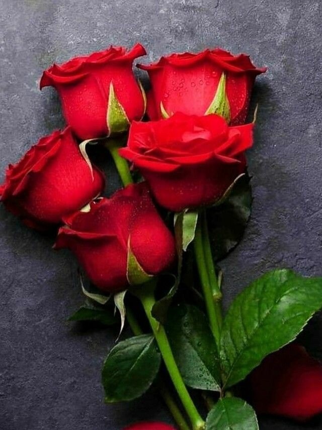 गुलाब के ताजा रखने के टिप्स? Tips to keep roses fresh know