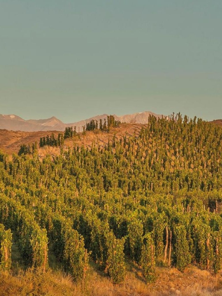 Most Stunning Vineyards In The World