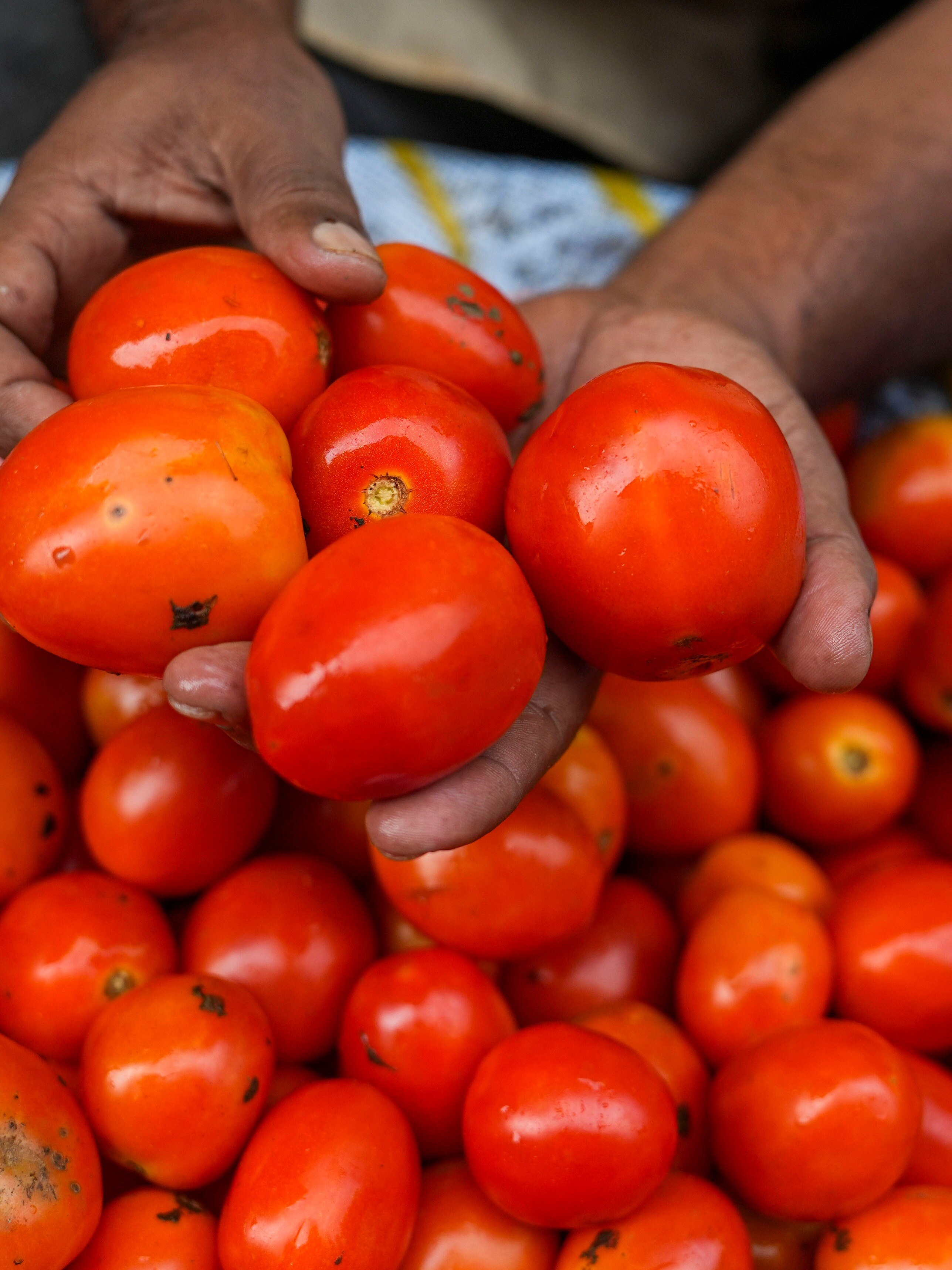 Tomato prices go up to Rs 120 per kg amid delayed monsoon, check latest tomato rates in Delhi, Mumbai, other cities