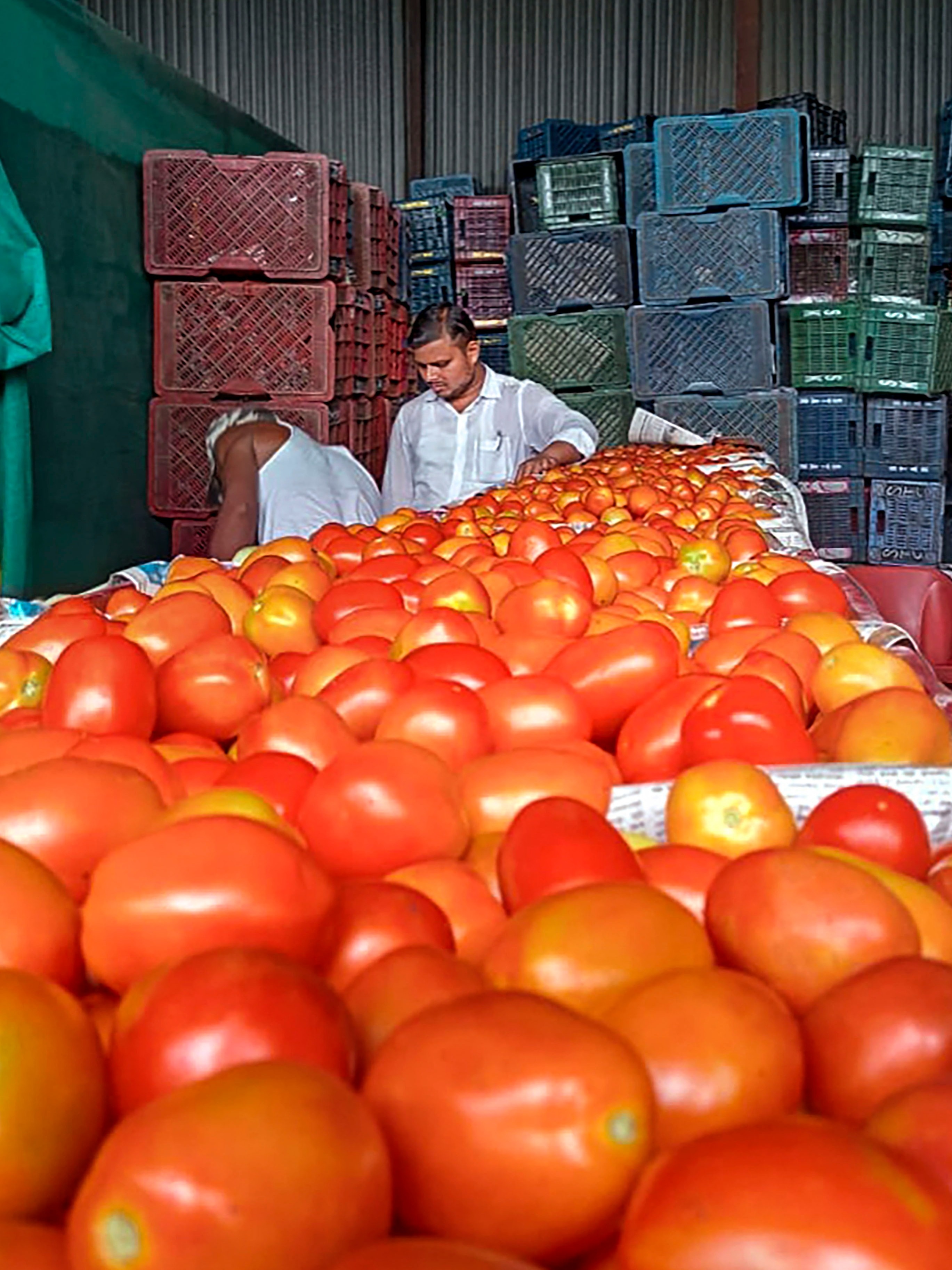 Tomatoes from Dubai, Shilpa Shetty’s viral tomato video, Maharashtra