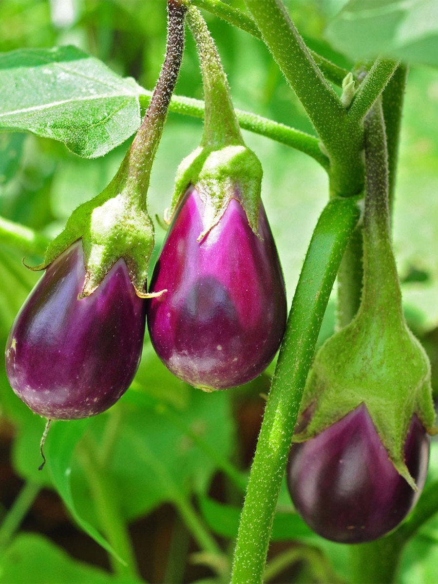 Techie leaves Infosys job to become a farmer, earns double now