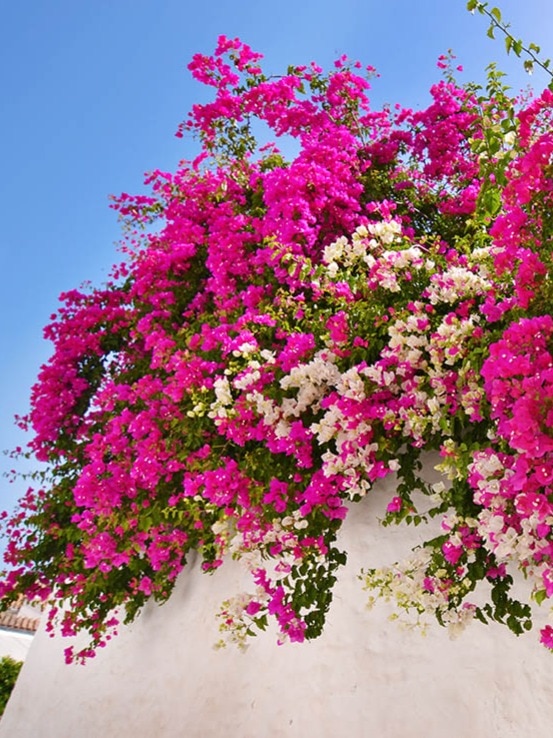 How to Grow Bougainvillea at Home: Top Gardening Tips