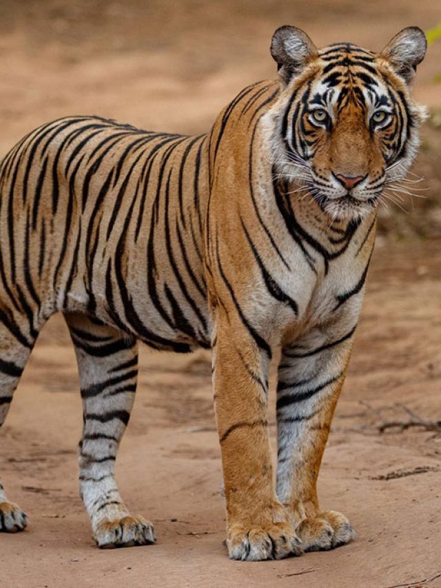 हर 40 घंटे में हो रही है एक टाइगर की मौत, आंकड़ों ने चिंता बढ़ाई