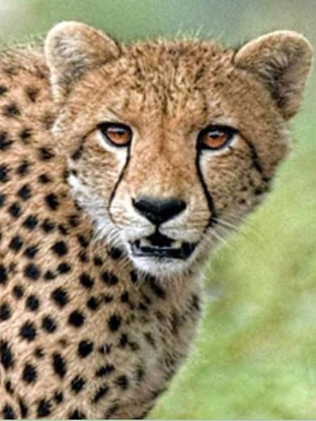 12 अफ्रीकी चीते पहुंचे भारत, कूनो नेशनल पार्क में छोड़ने की तैयारी