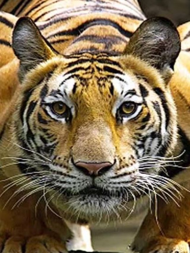 जब बाघ के सामने तेंदुए ने मांगी जान की भीख