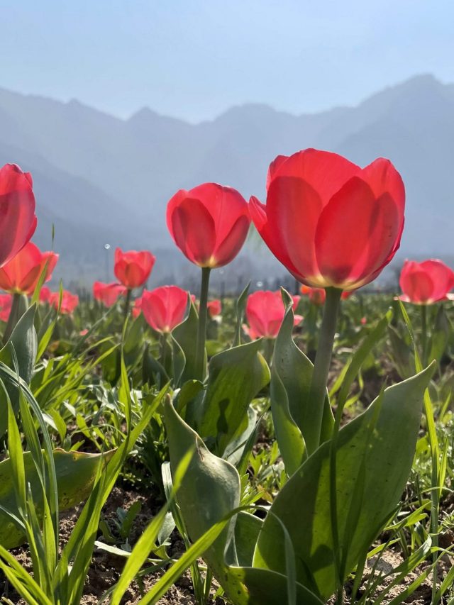 पर्यटकों के लिए आज से खुला एशिया का सबसे बड़ा ट्यूलिप गार्डन