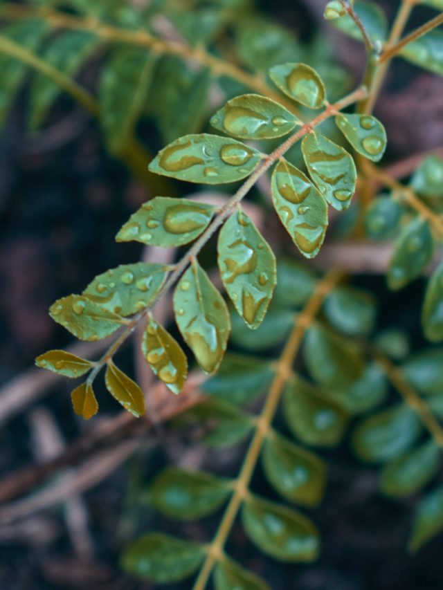 টবে লাগানো কারিপাতা গাছ বাড়িতে রাখা উচিত? জেনে রাখুন