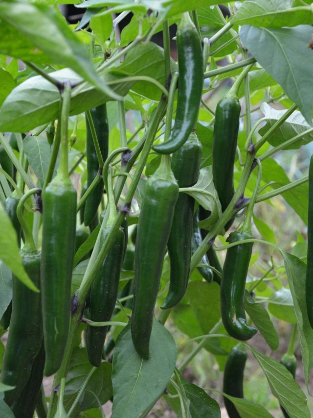 বাড়ির টবে লঙ্কা গাছ লাগানো? কী হতে পারে জেনে রাখুন