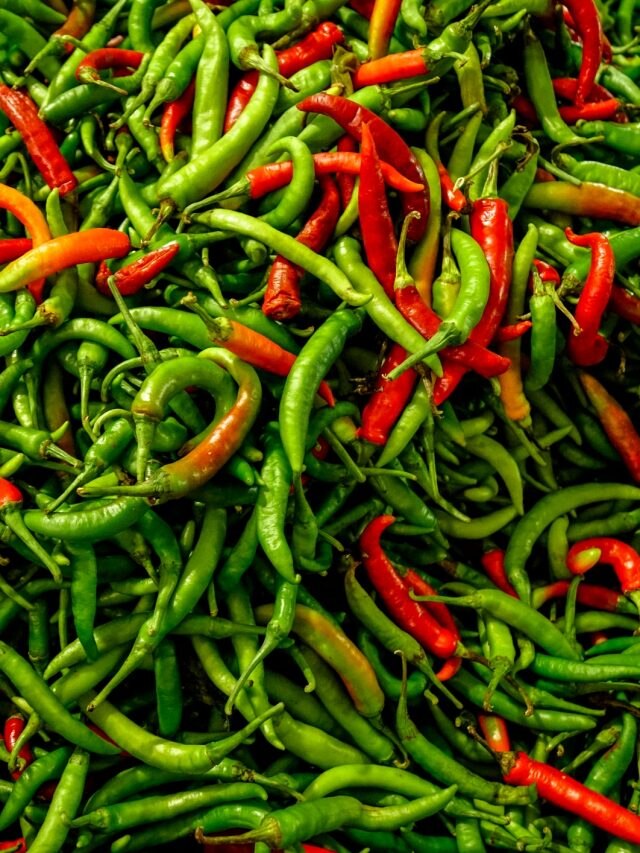 ৩ মাস টাটকা থাকবে কাঁচালঙ্কা, জেনে নিন এই ট্রিকস