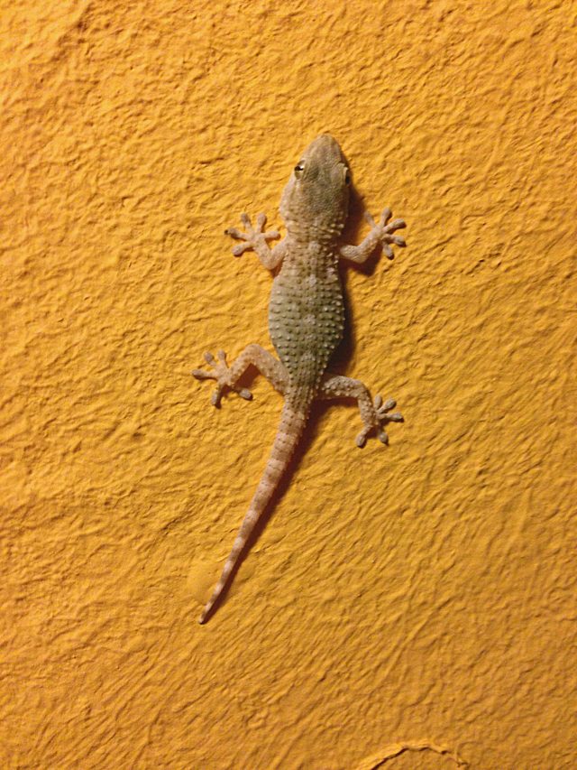 টিকটিকি পায়ে পড়লে কী হয়? কীসের ইঙ্গিত জানুন