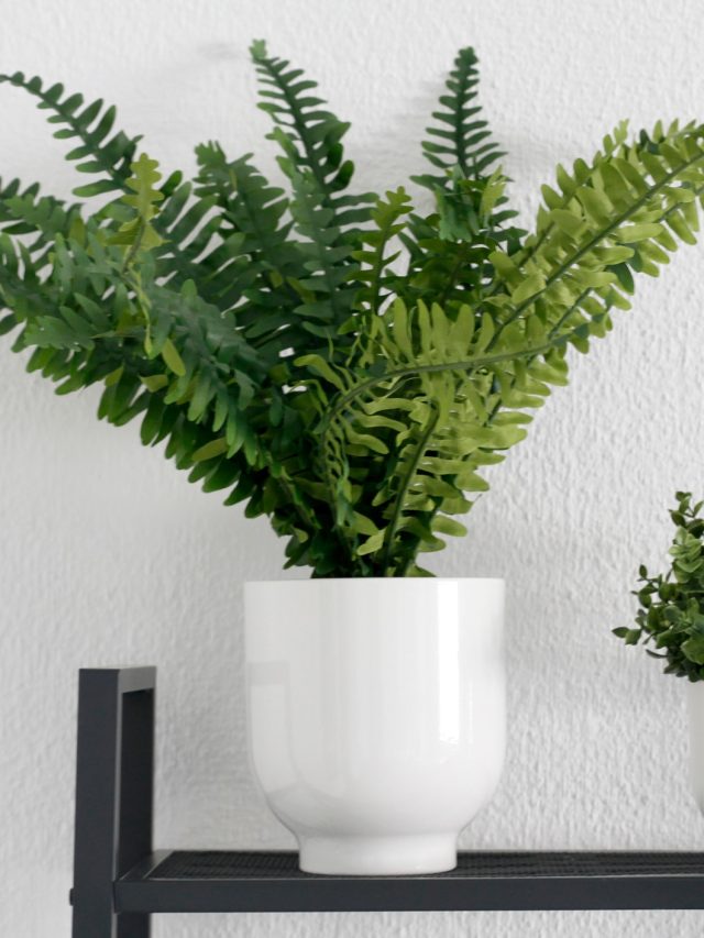 সমস্ত ধনীরা বাড়িতে রাখেন এই ২ গাছ, দারিদ্র পা রাখে না