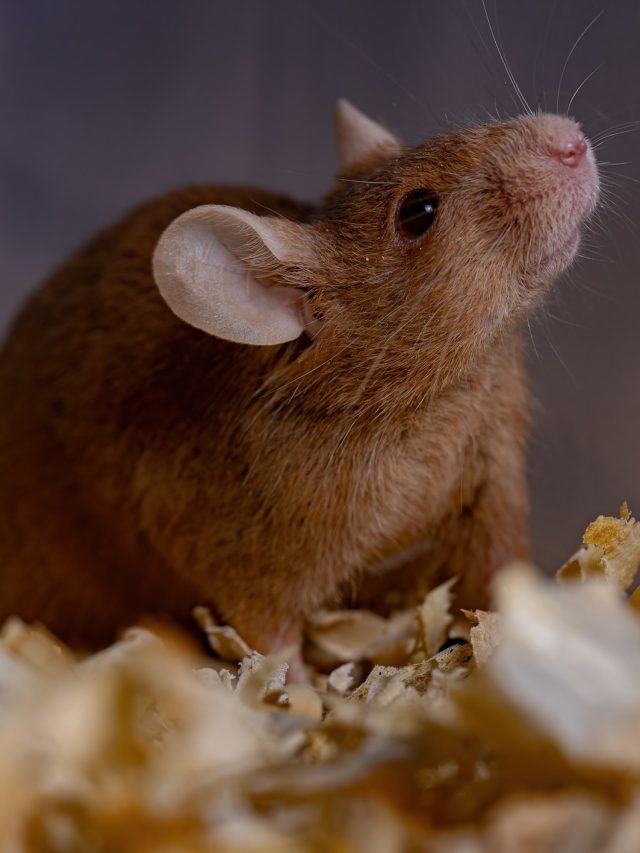 ইঁদুরের উৎপাত? এই কাজ করুন, বাপ বাপ বলে পালাবে