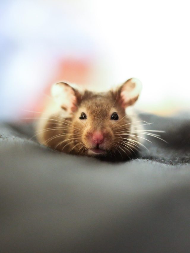 ছুঁচো-ইঁদুর তেড়ে পালাবে, বাড়িতে লাগিয়ে ফেলুন ৫ গাছ