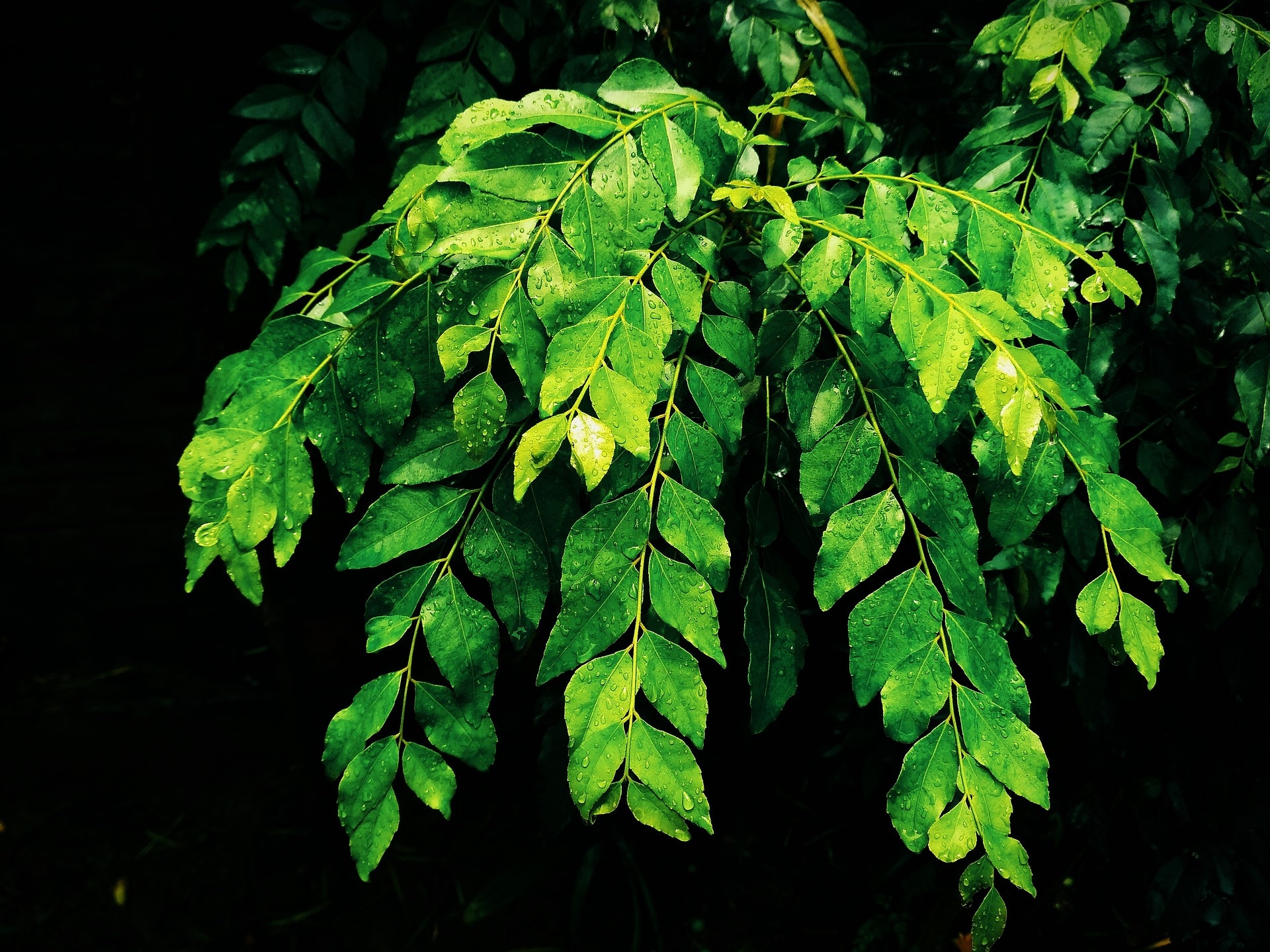 लंबे समय के लिए स्टोर करना है करी पत्ता? जानें सही तरीका - Curry leaves  storage tips make curry leafe fresh for long time cooking tips lbsv