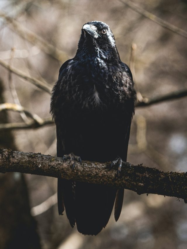 বাড়িতে ক্রমাগত কাক ডাকা শুভ না অশুভ লক্ষণ?