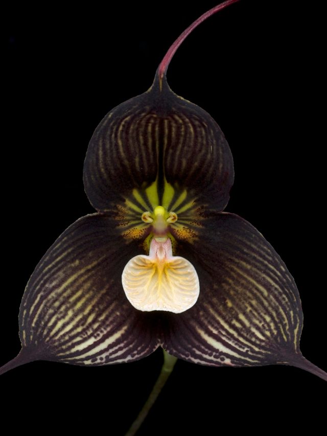 World's deadliest flowers