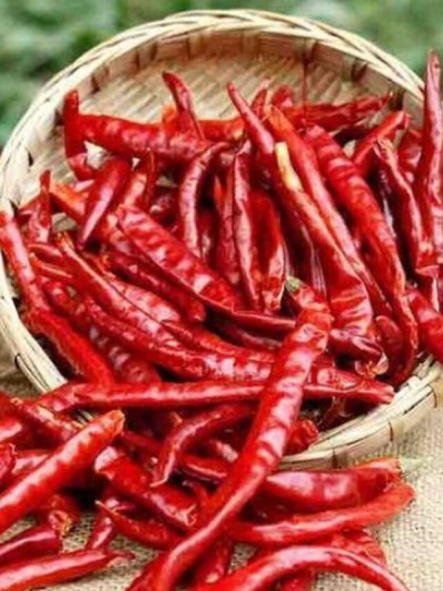 অর্থকষ্ট ধারেকাছে মারাবে না, ৭টি শুকনো লঙ্কা দিয়ে করুন এই টোটকা