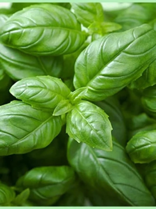 ডায়াবেটিস-কোলেস্টেরল জব্দ হবেই,  প্রতিদিন সকালে চিবিয়ে খান এই পাতা