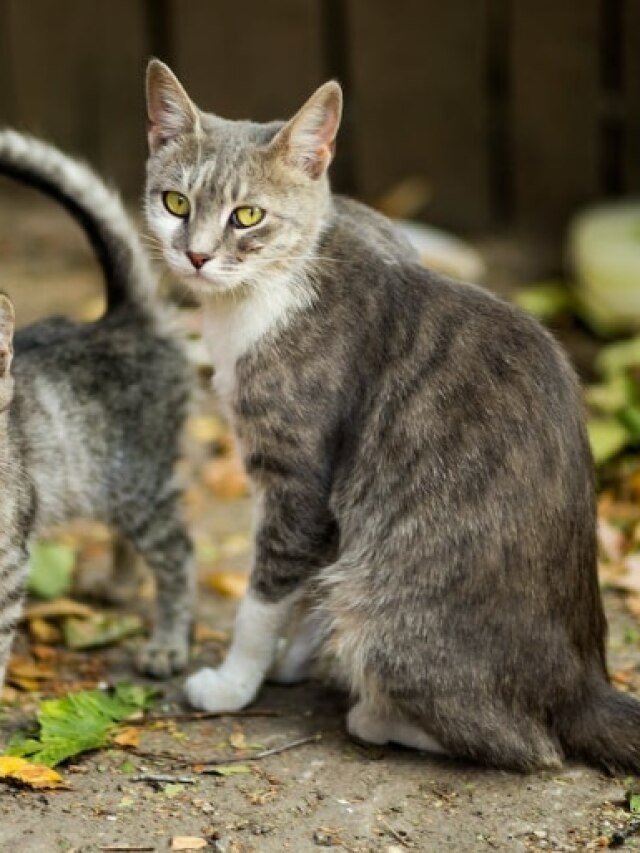 বাড়িতে যখন তখন সাদা বিড়াল ঢুকে পড়ছে, কীসের ইঙ্গিত জানেন?