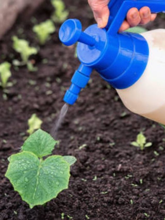 মরা গাছও চাঙ্গা হবে, বাড়িতেই বানান এই সার