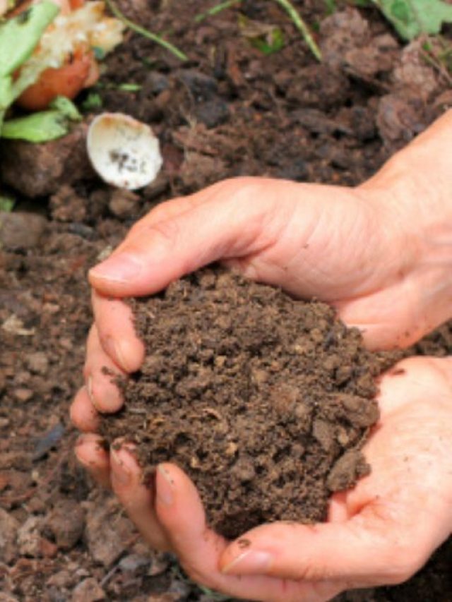 আধমরা গাছও হয় তরতাজা, বাড়িতেই বানান এই জৈব সার