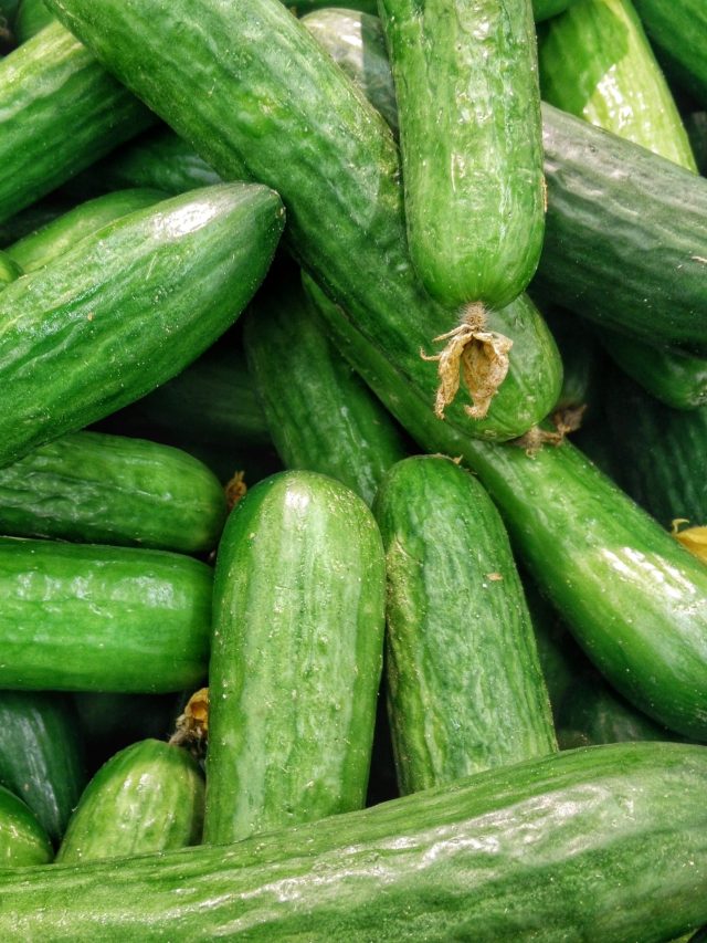 রোজ শসার স্যালাড খেলে শরীরে কী হয়?