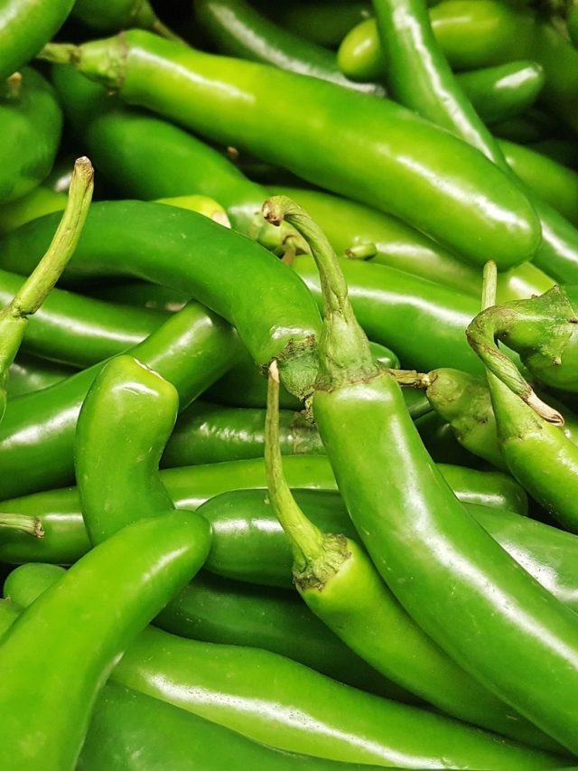 পচবে বা নষ্ট হবে না, কাঁচা লঙ্কা তাজা রাখুন ১ মাস