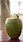 Coconut Craze: The Refreshing Trend No One Saw Coming
