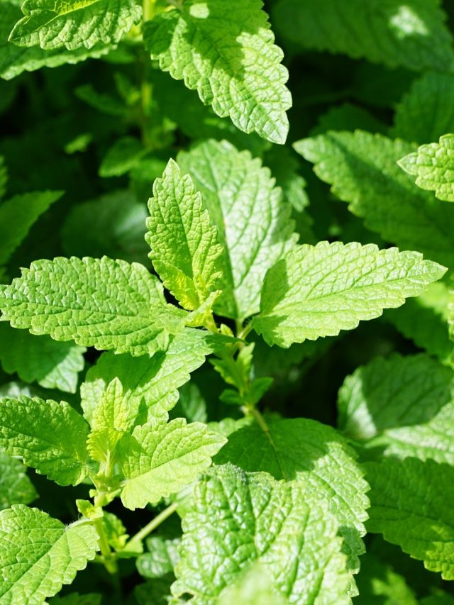 গায়ে ডলে নিন এই পাতা, মশার পাল ধারে কাছে আসবে না